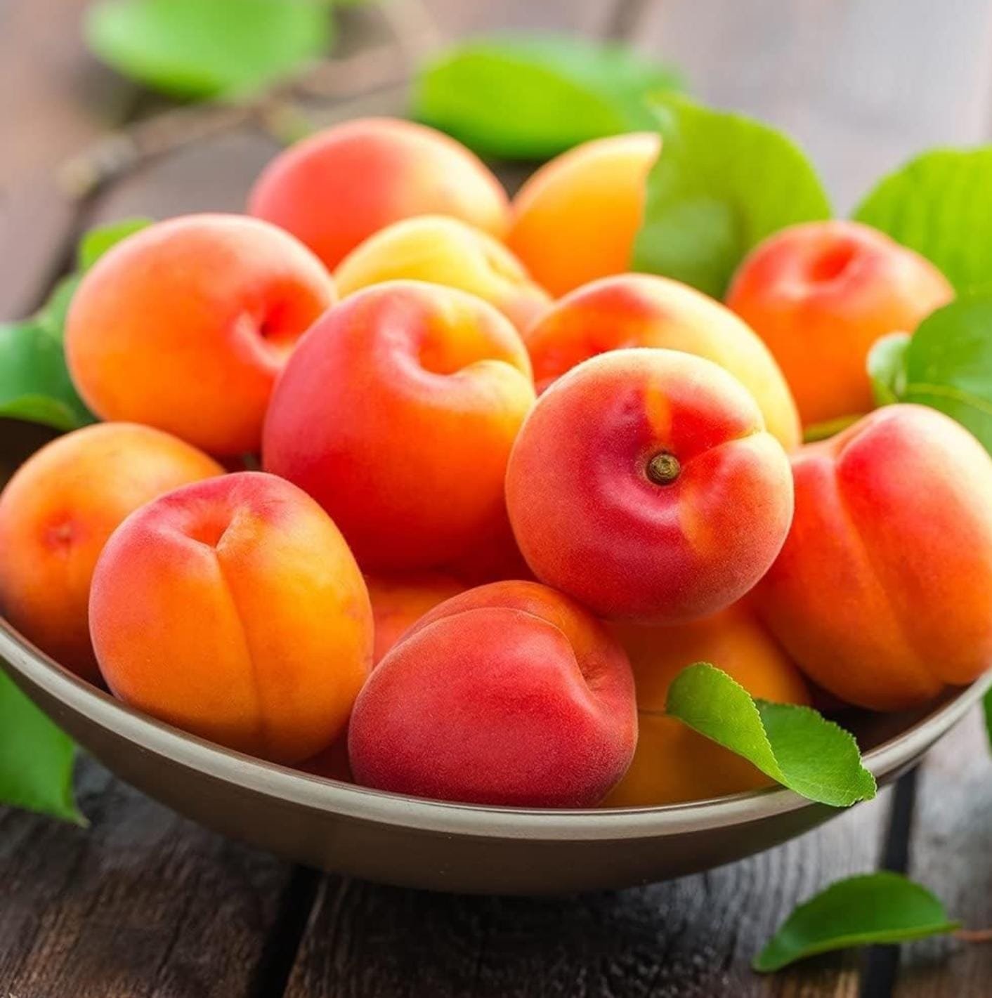 Apricot Plants